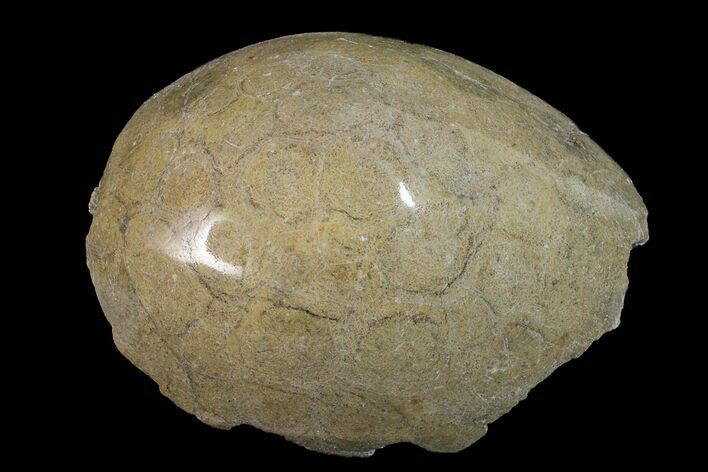 Polished Fossil Coral (Actinocyathus) Head - Morocco #159275